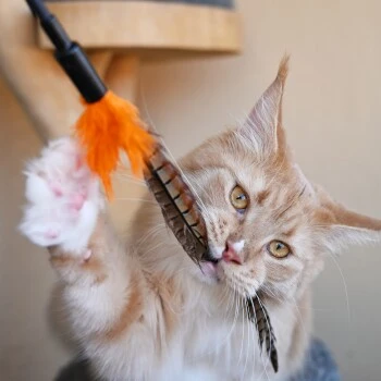 Schlitzohr Federwedel Birdy 3er Pack – Bild 2