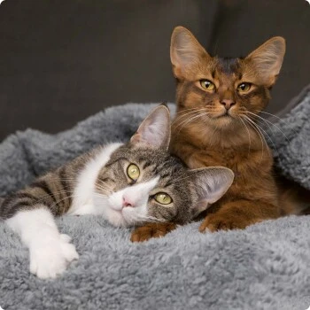 SELECT GOLD Milk-Set Kitten Inkl. Milchflasche & Löffel 300g – Bild 3