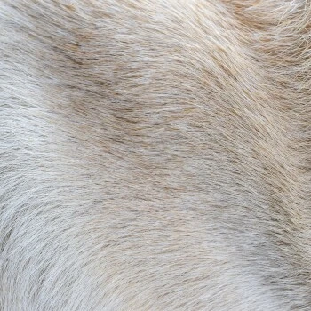 THE DOG IDEA Klassische Hundebürste Naturfibre – Bild 4