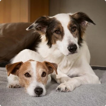 SELECT GOLD Complete Maxi Adult Huhn 4 Kg – Bild 5