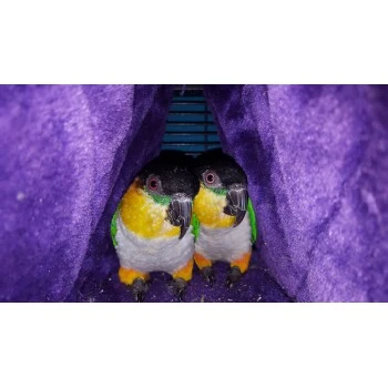 HappyBird Kuschelhöhle Happy Hut L – Bild 2