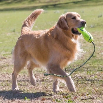 KONG Fetch Stick Rope – Bild 2
