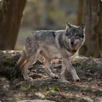 REAL NATURE WILDERNESS Adult 16x100g Pure Horse Pferd – Bild 5